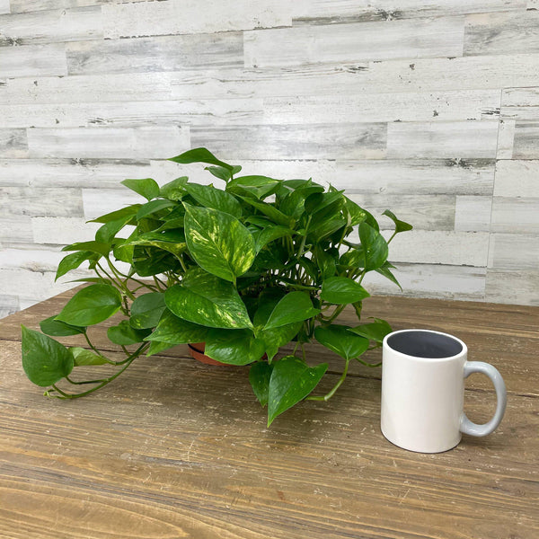 Pothos - Golden - 8-inch Bulb Pan - Hicks Nurseries