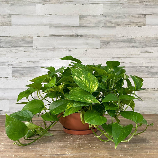 Pothos - Golden - 8-inch Bulb Pan