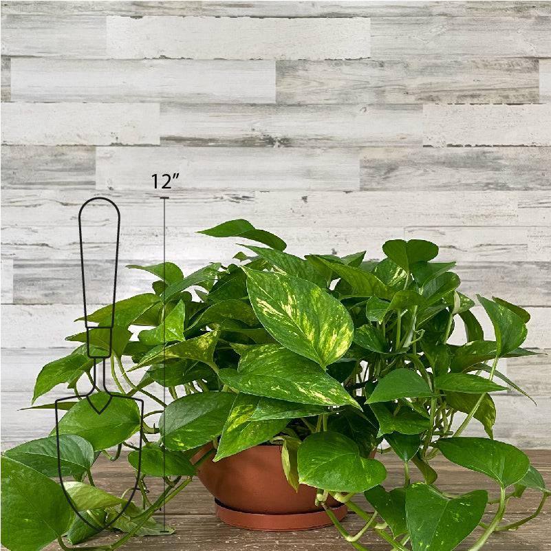 Pothos - Golden