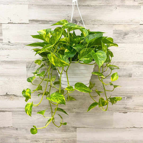 Pothos - Golden - 8-inch Hanging Basket