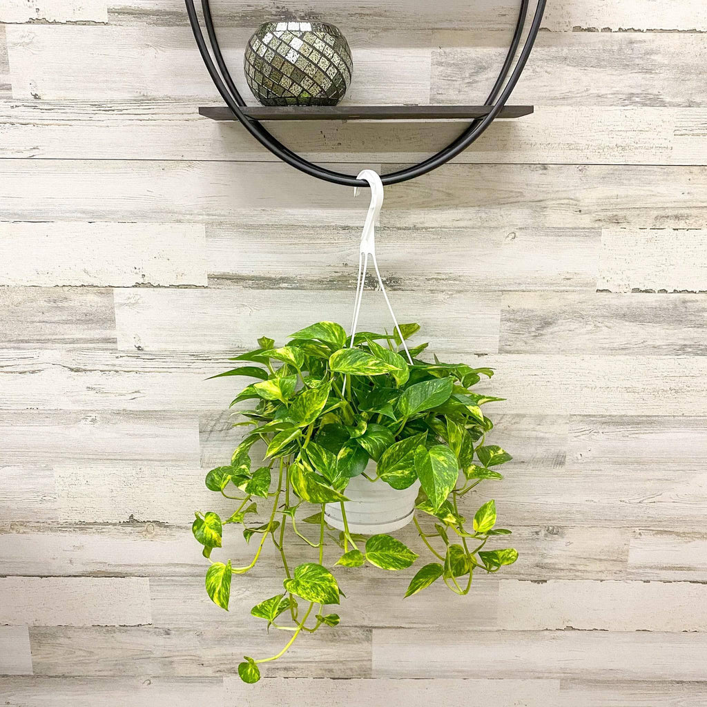hanging basket for pothos Pothos - Golden