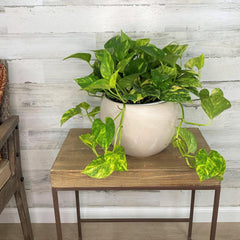 Jade Pothos With Scandinavian Pot Small 8 in tall, potted plant