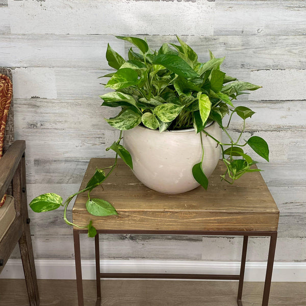 Pothos - Marble Queen - Hanging Basket - 8-inch - Hicks Nurseries