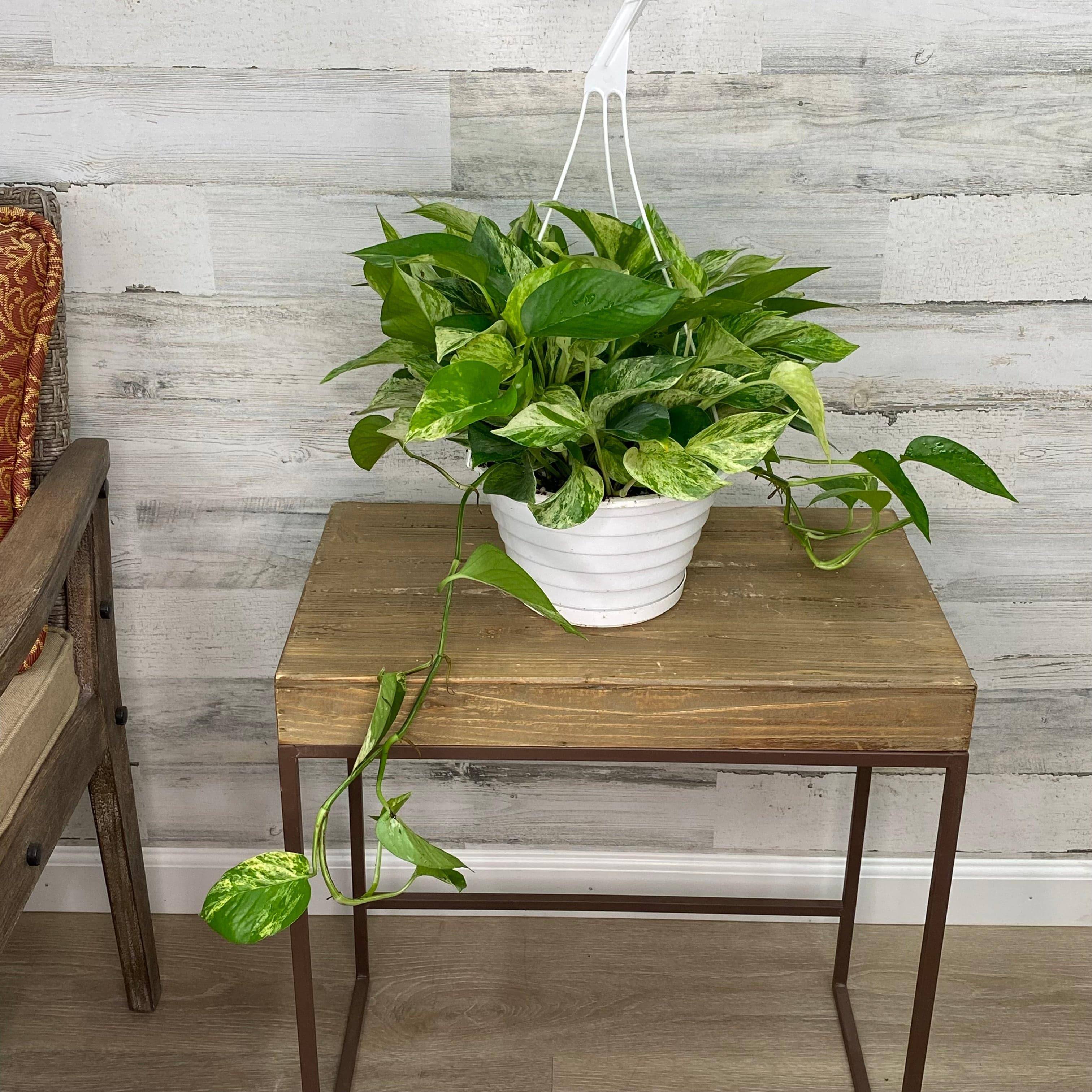 30 45cm marble queen pothos epipremnum in hanging 15cm pot Pothos - Marble Queen - Hanging Basket