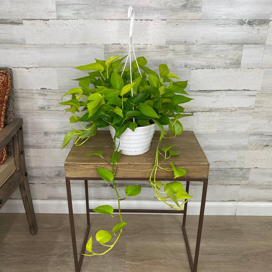 Pothos - Neon - Hanging Basket - 8-inch