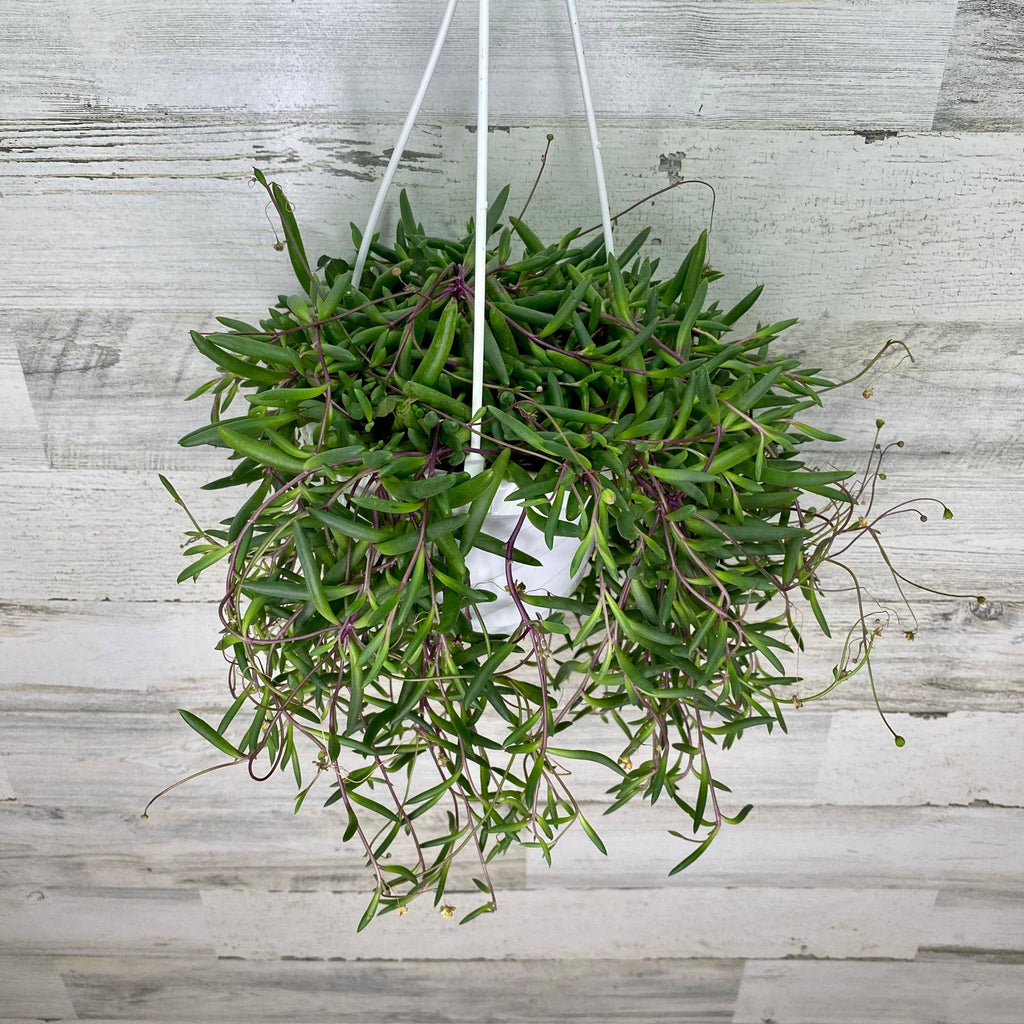 ruby necklace plant indoor Ruby Necklace - Hanging Basket