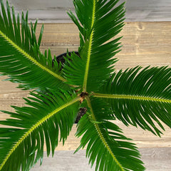 Sago Palm - 6-inch