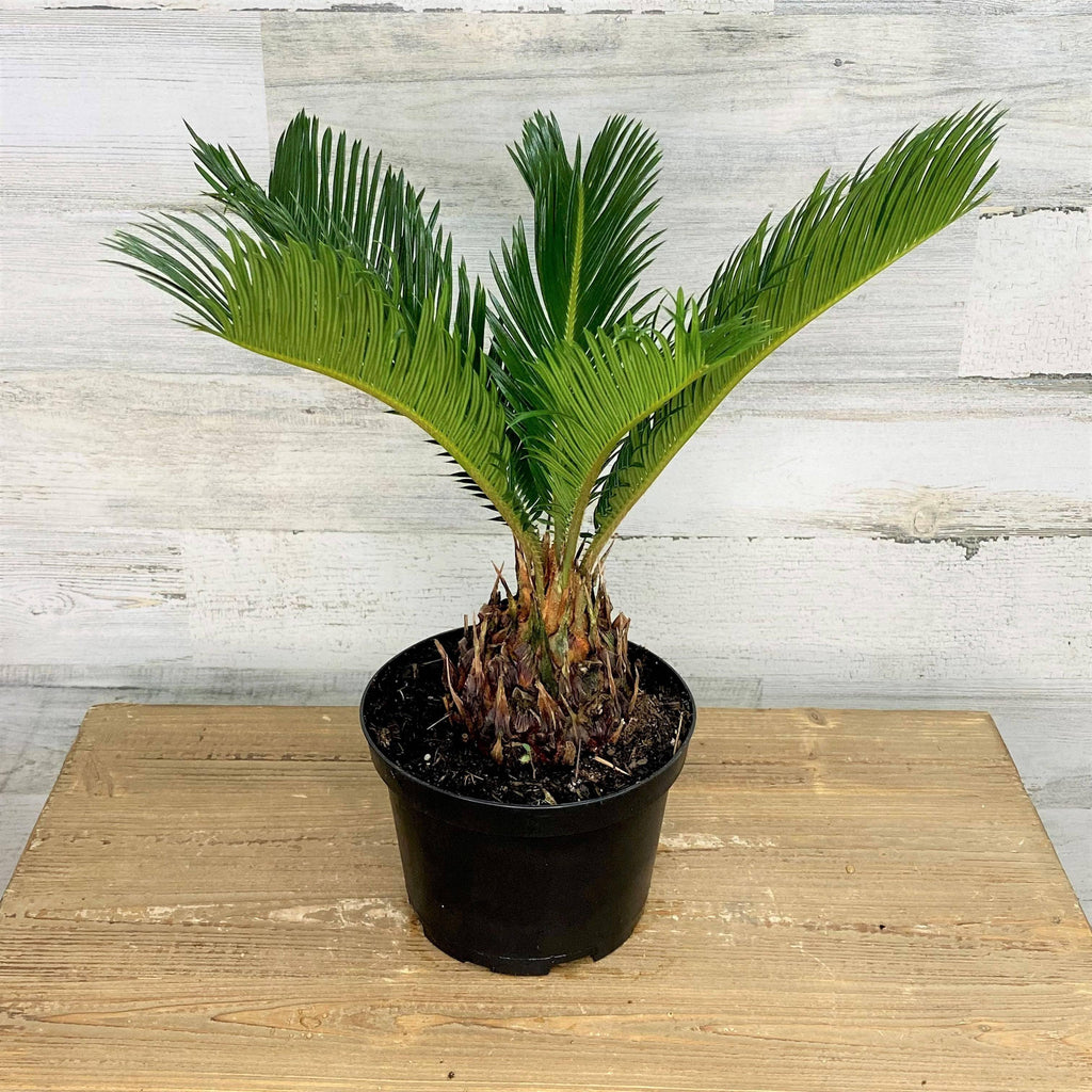 sago palm plant indoor Sago Palm