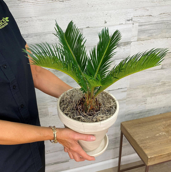 Sago Palm - 6-inch - Hicks Nurseries