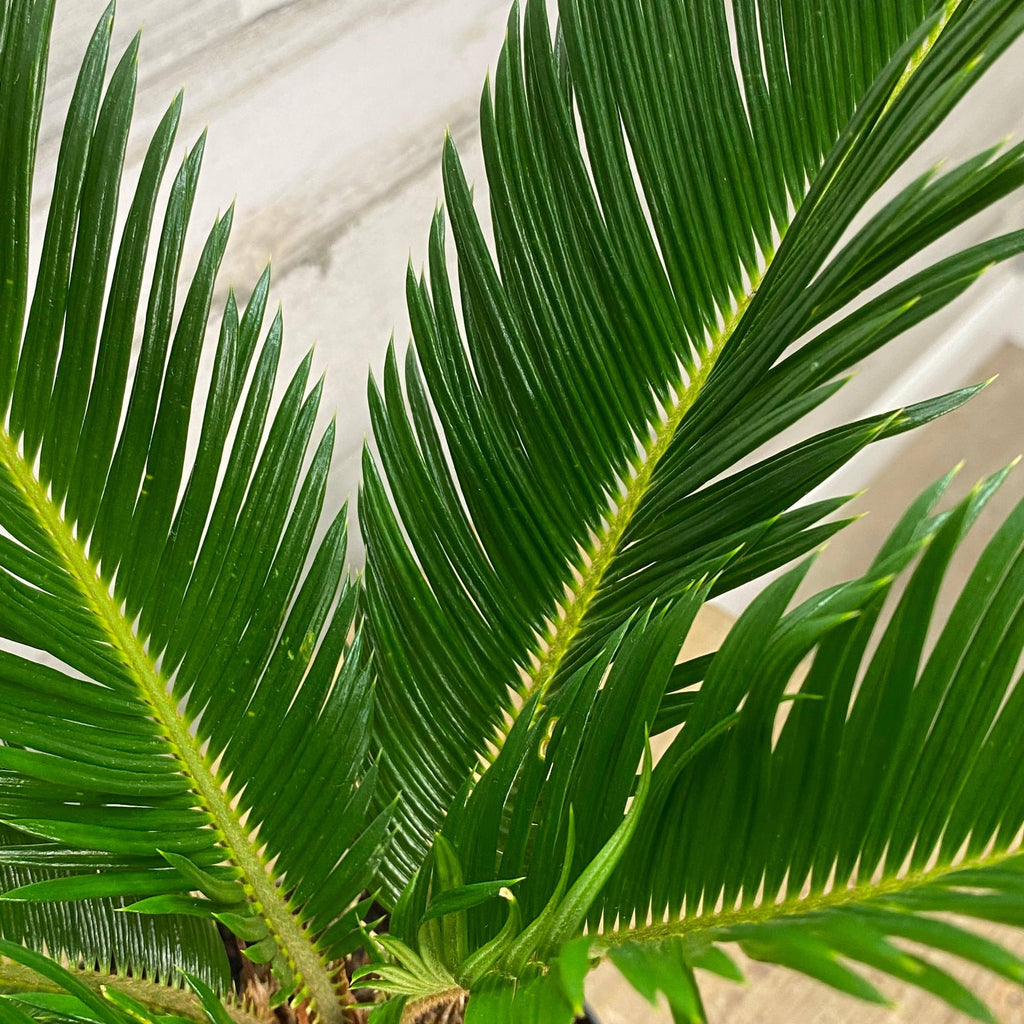 sago palm indoor plant Sago Palm