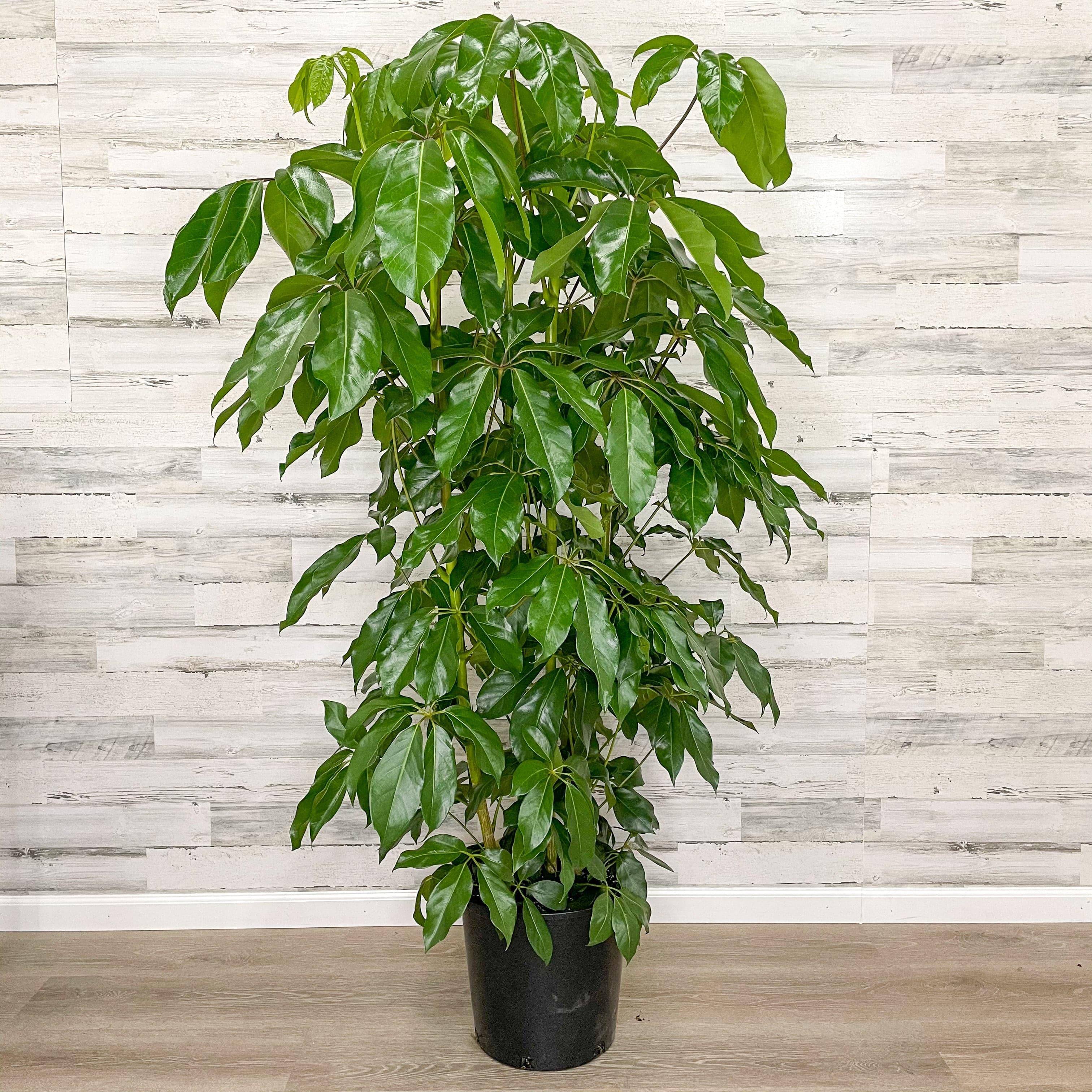 amate plant indoor Schefflera - Amate