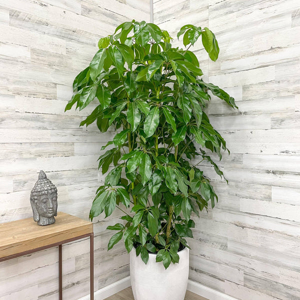 Schefflera - Amate - 14-inch Pot - Hicks Nurseries