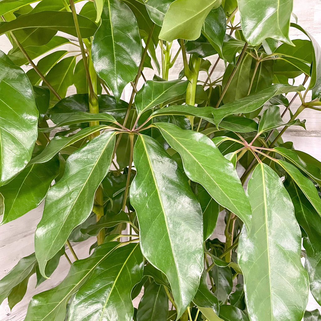 schefflera amate house plant Schefflera - Amate