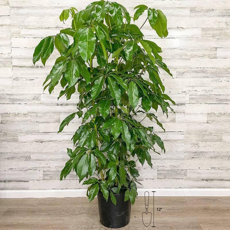 Schefflera - Amate