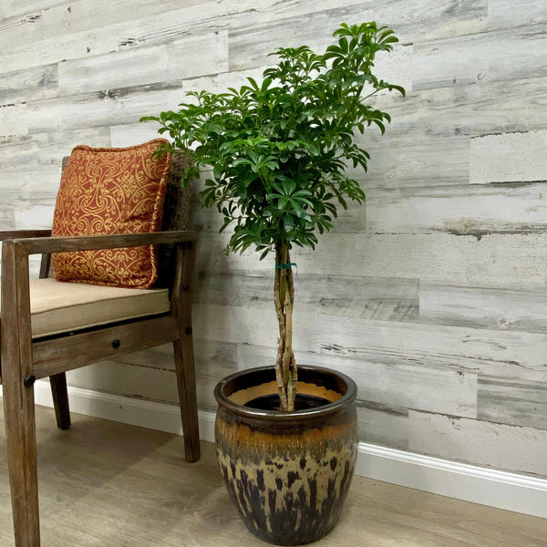 Schefflera - Braided Tree - 8-inch - Hicks Nurseries
