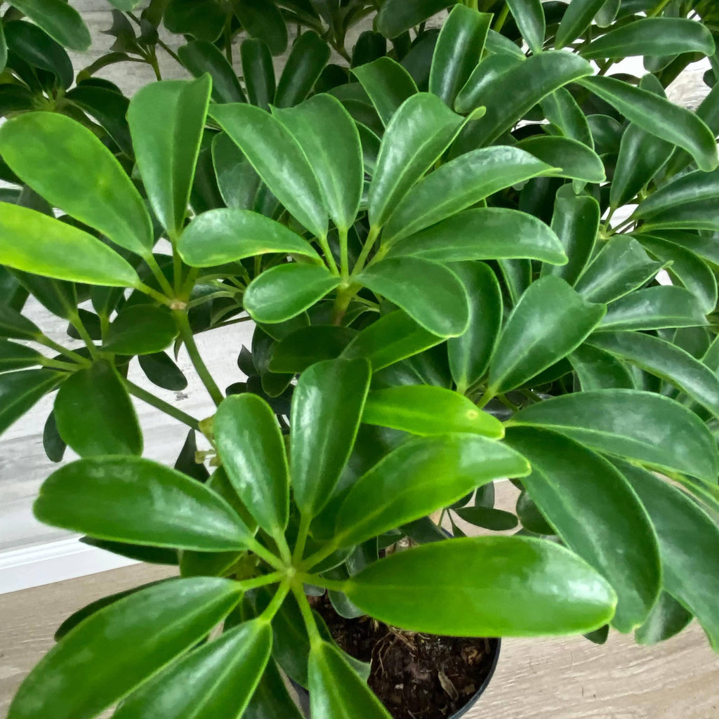 braiding schefflera arboricola Schefflera - Braided Tree
