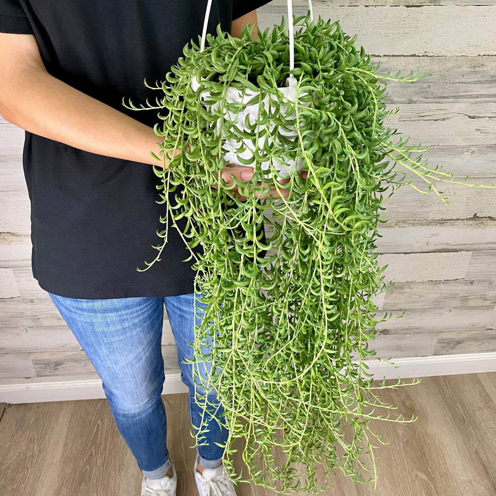 string of beans hanging plant String of Bananas - Hanging Basket