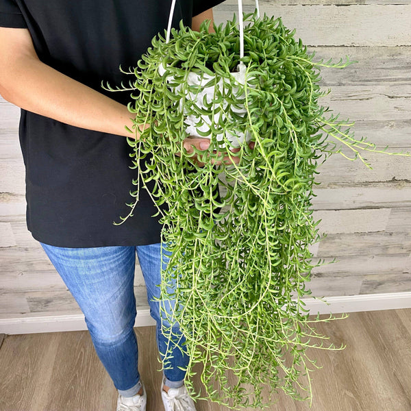 String of Bananas - Hanging Basket - 6-inch - Hicks Nurseries