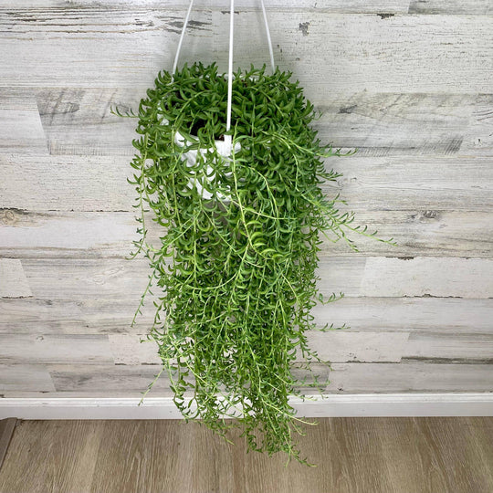 String of Bananas - Hanging Basket - 6-inch