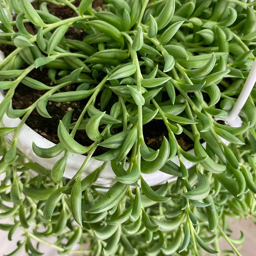 succulent plant string of bananas String of Bananas - Hanging Basket