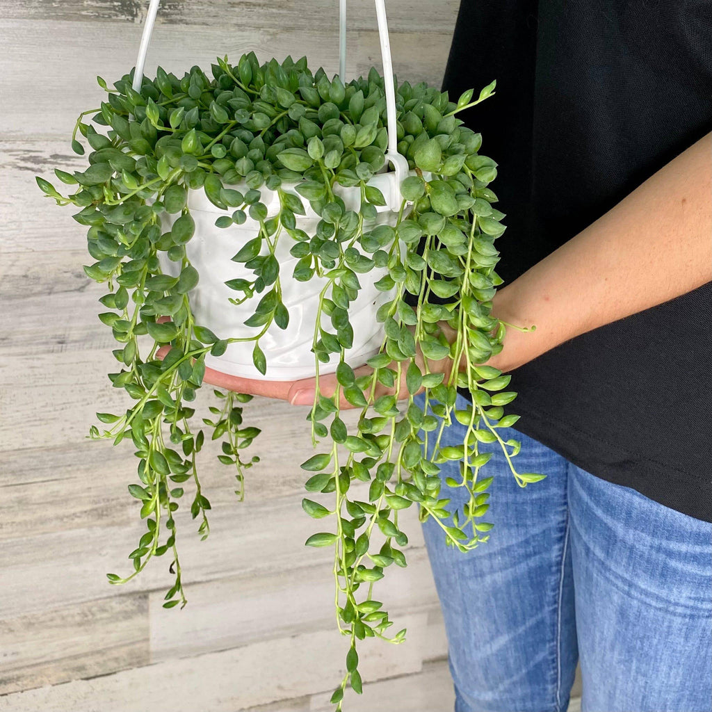 hanging plant that looks like beads String of Beads - Hanging Basket