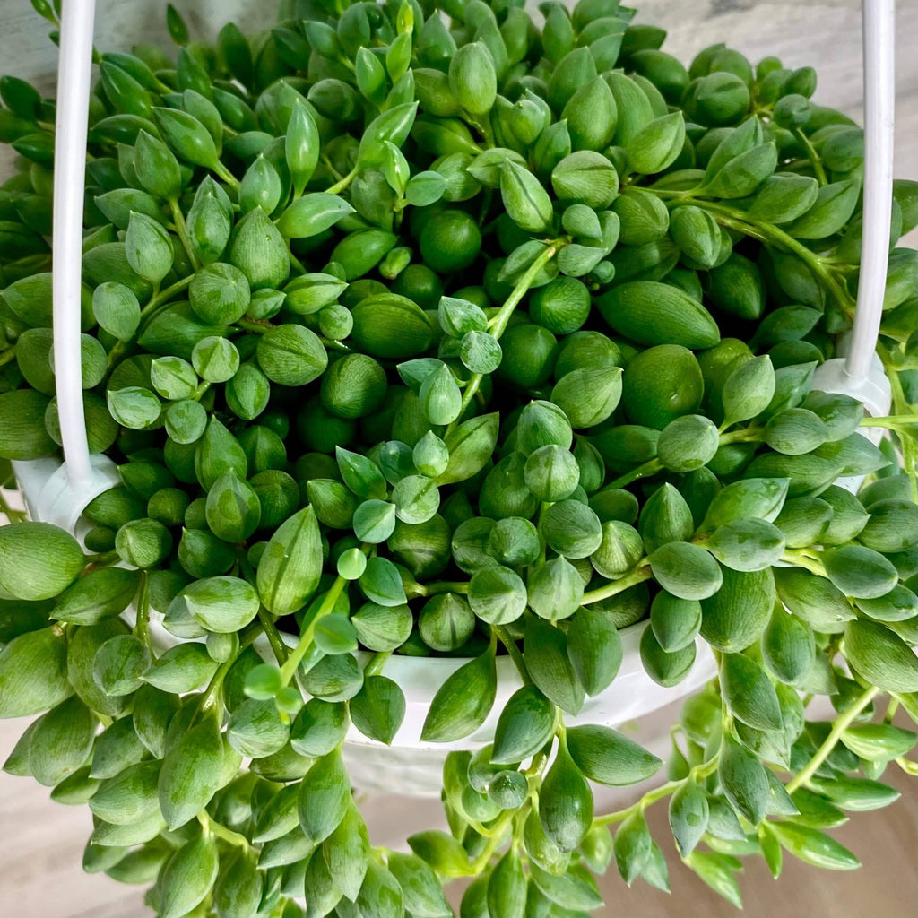 hanging plant that looks like beads String of Beads - Hanging Basket