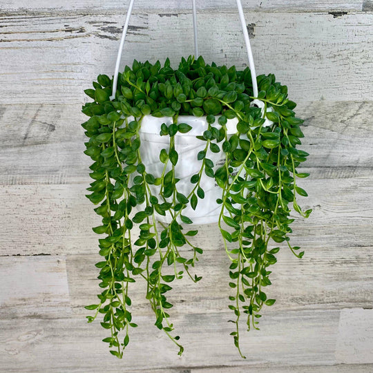 String of Beads - Hanging Basket - 6-inch