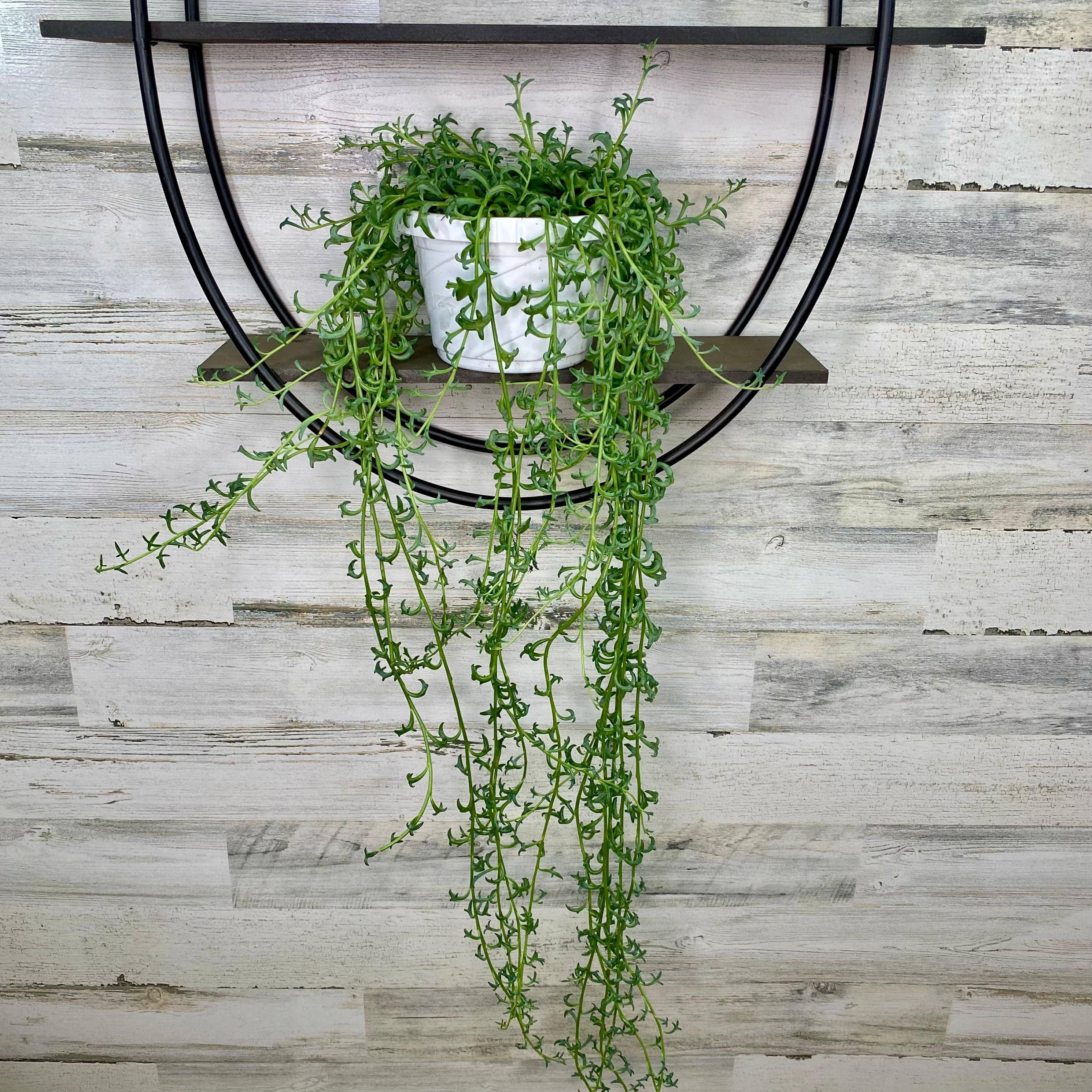 string for hanging plants String of Dolphins - Hanging Basket