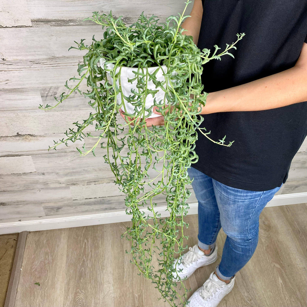 is string of dolphins a succulent String of Dolphins - Hanging Basket