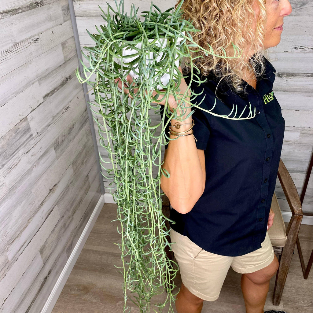 indoor hooks for hanging plants String of Fish Hooks - Hanging Basket