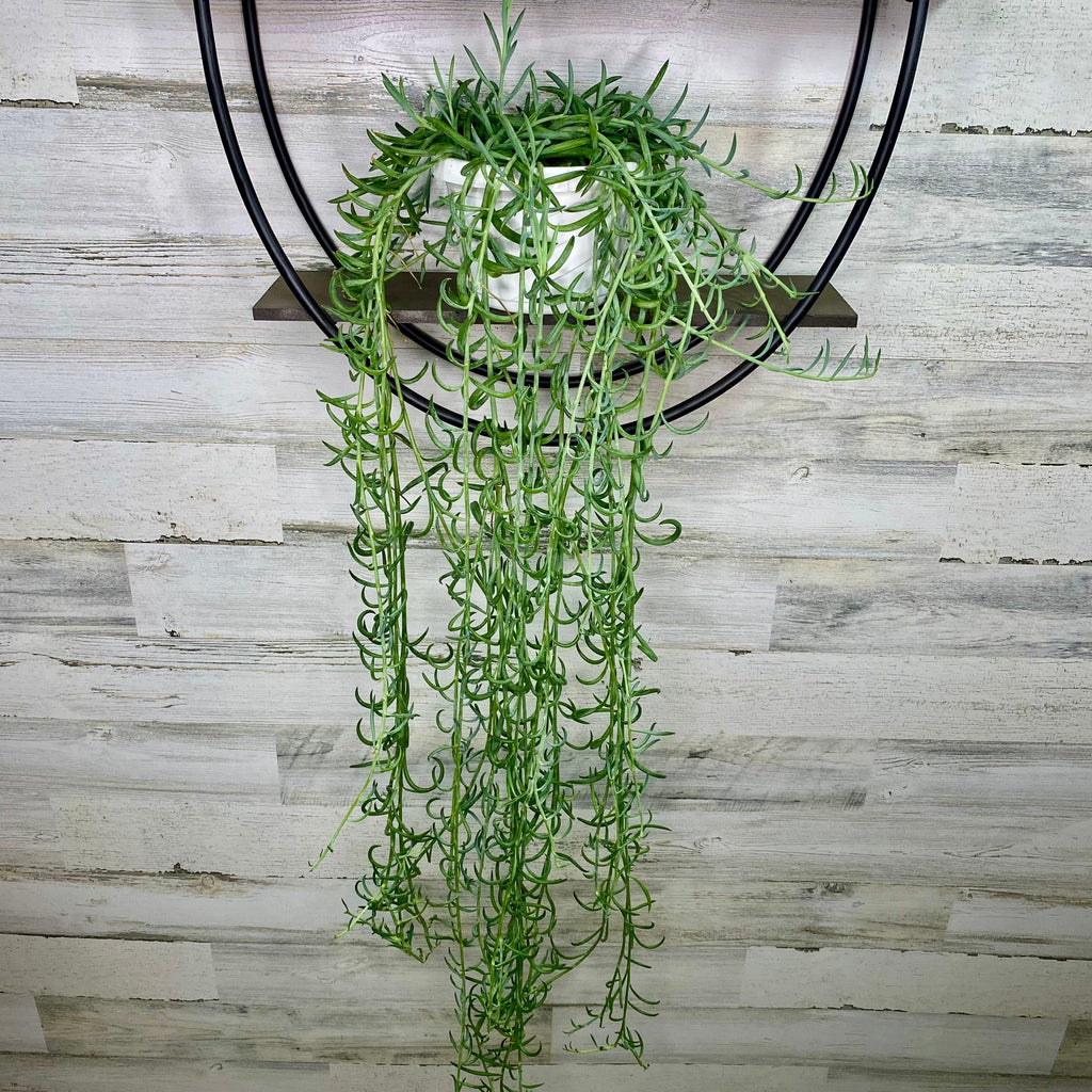 String of Fish Hooks - Hanging Basket - 6-inch - Hicks Nurseries