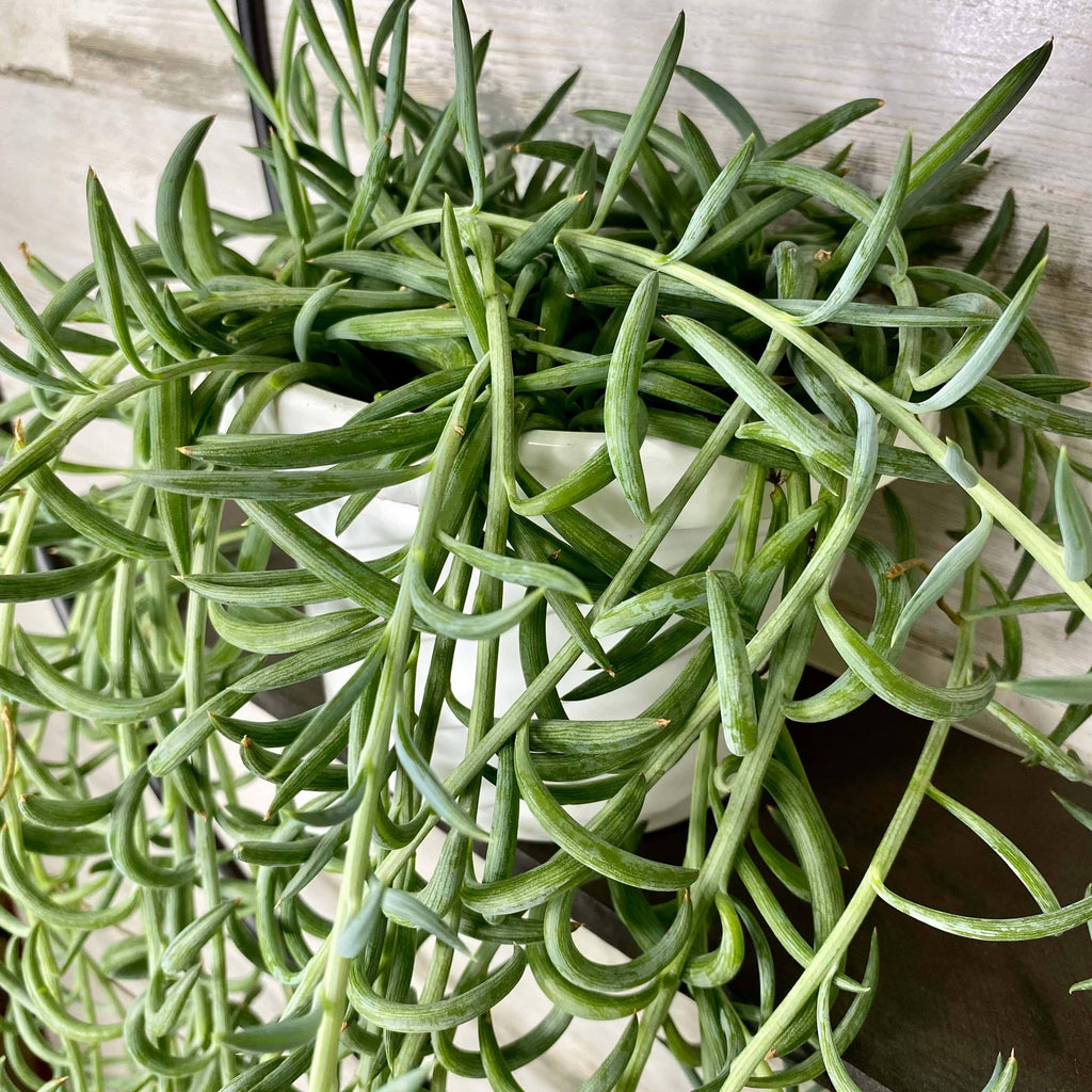 String of Fish Hooks - Hanging Basket String of Fish Hooks - Hanging Basket