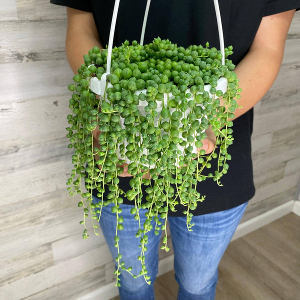 String of Pearls - Hanging Basket - 6-inch - Hicks Nurseries