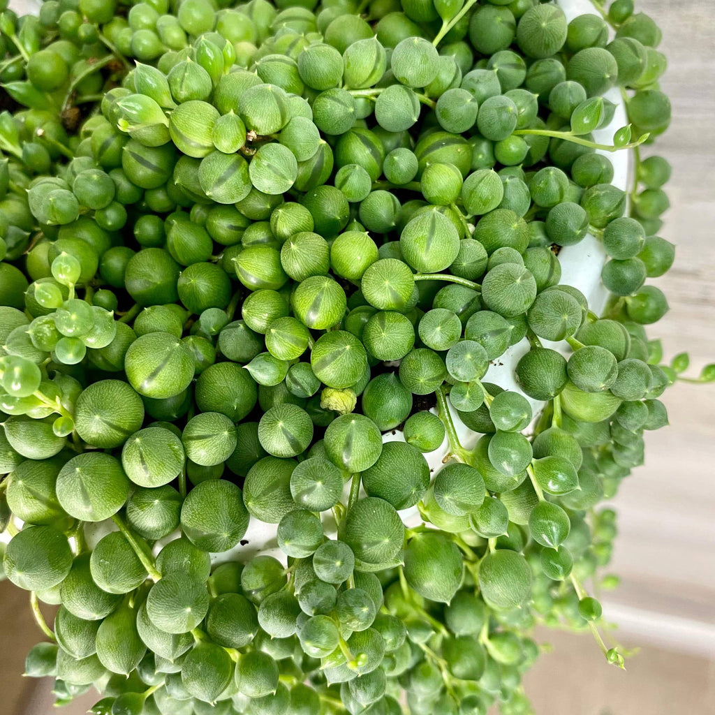 indoor plants string of pearls String of Pearls - Hanging Basket