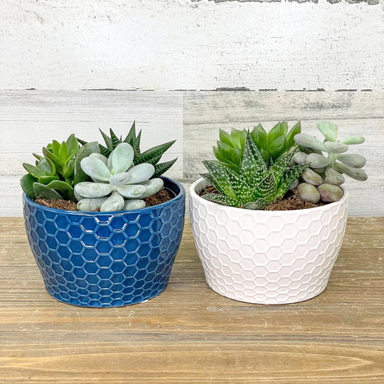 Succulent Combo Garden - Assorted - 6.5-inch Pot
