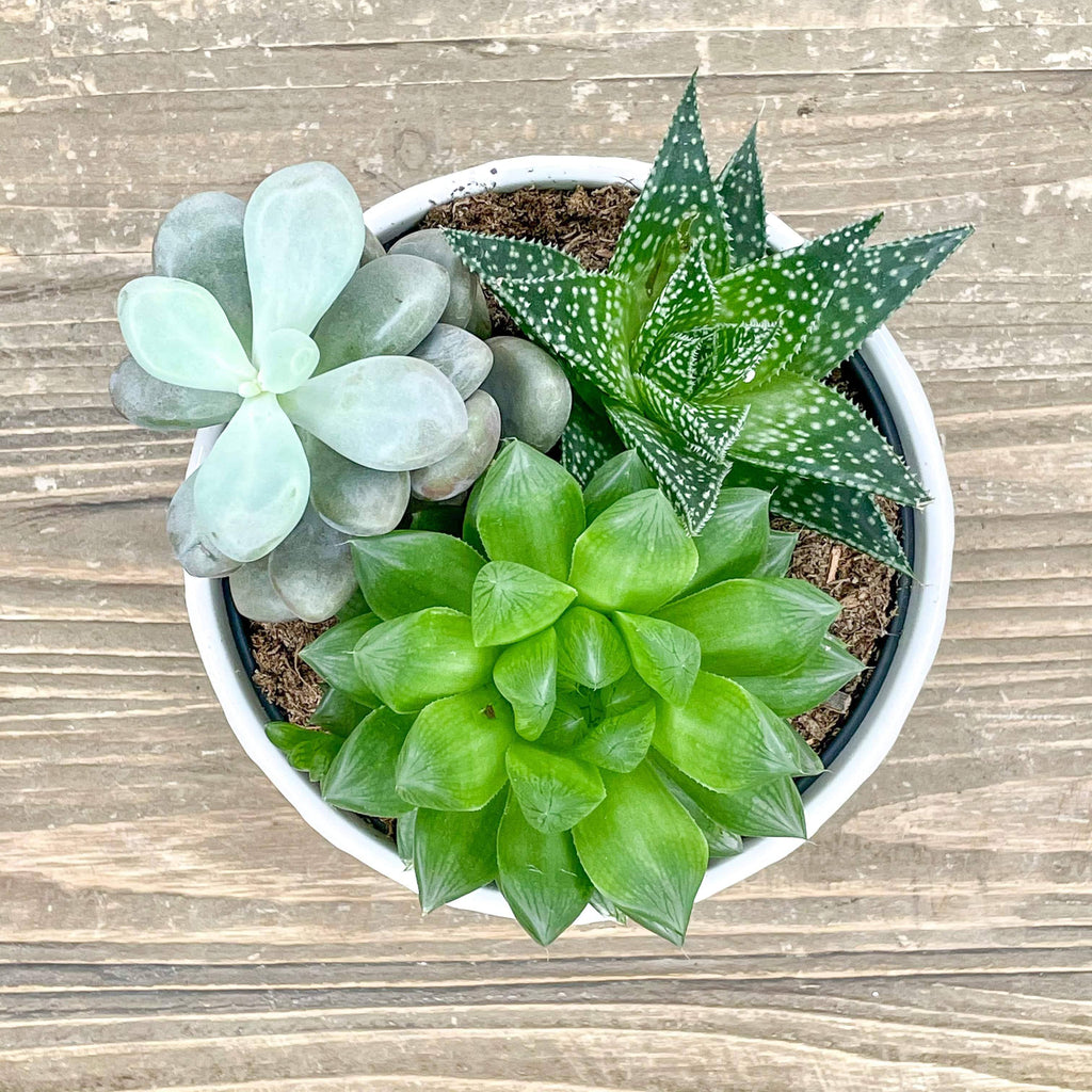 Succulent Combo Garden - Assorted - 6.5-inch Pot