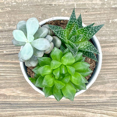 5 inch succulent pot Succulent Combo Garden - Assorted