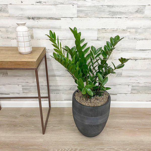 ZZ Plant - 10-inch Pot - Hicks Nurseries