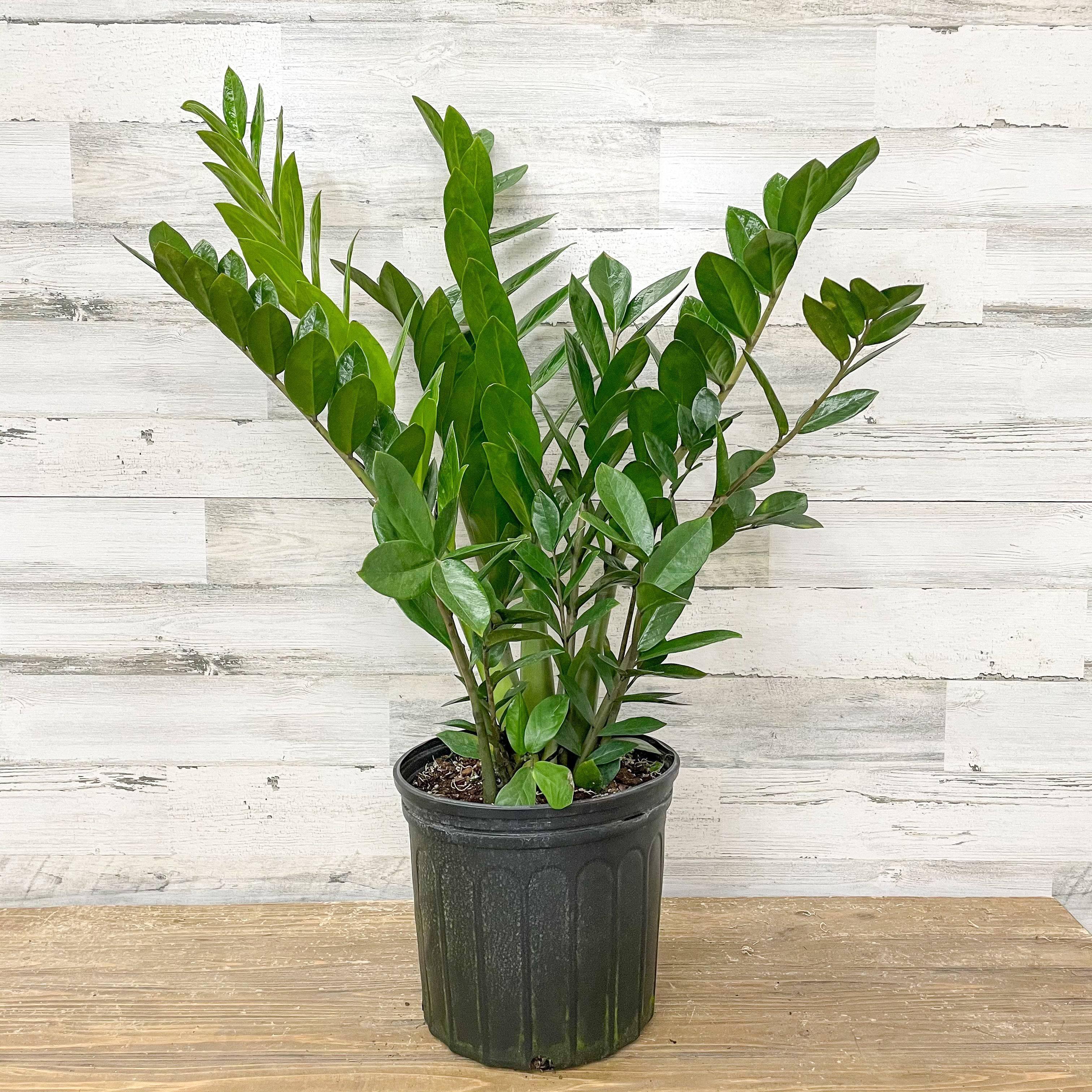 zz plant 10 inch pot ZZ Plant