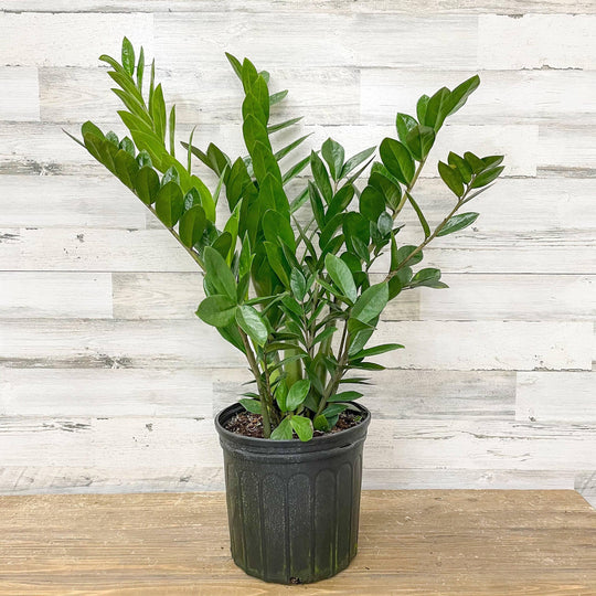 ZZ Plant - 10-inch Pot