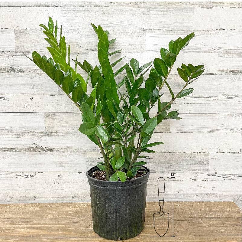 buy plant in pot ZZ Plant