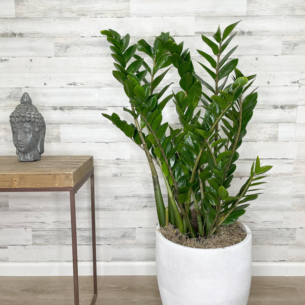 ZZ Plant - 14-inch Pot - Hicks Nurseries