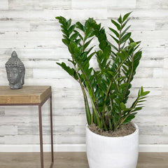 50cm zz plant pot 14cm ZZ Plant