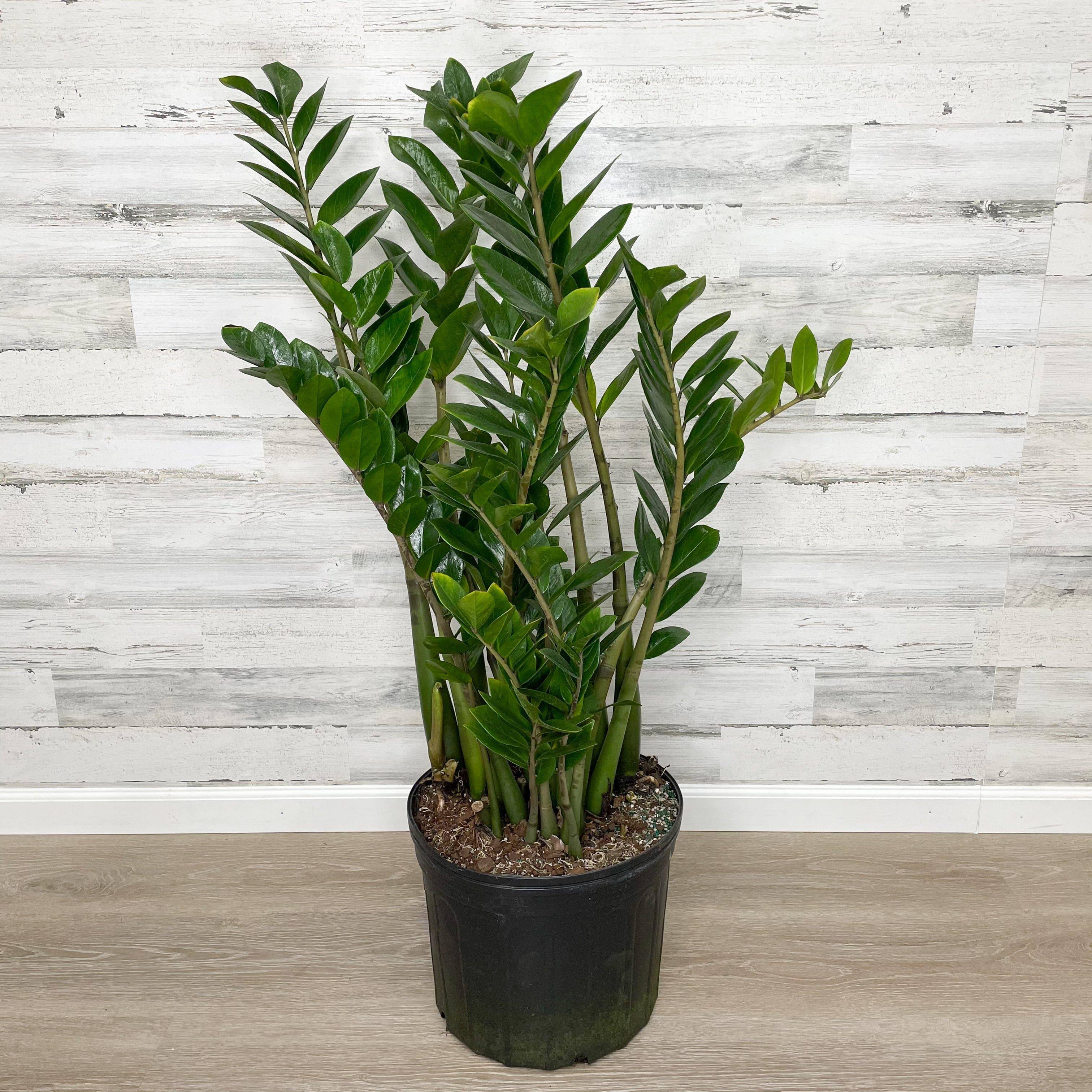 blue zz plant ZZ Plant