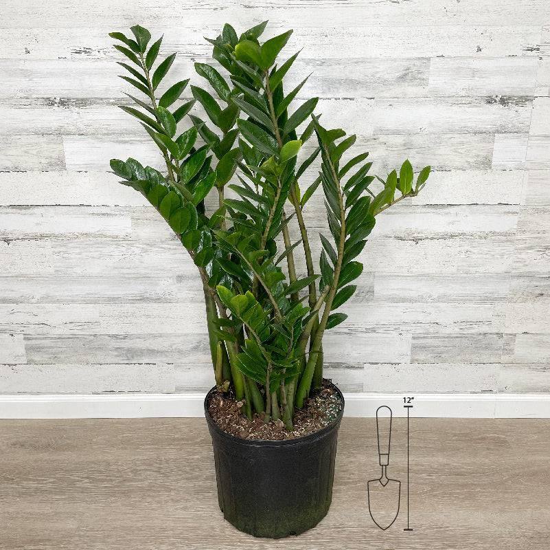 zz plant pot size ZZ Plant