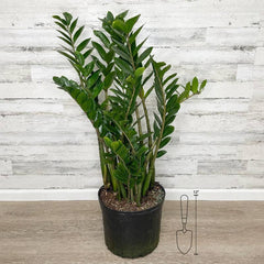 ZZ Plant