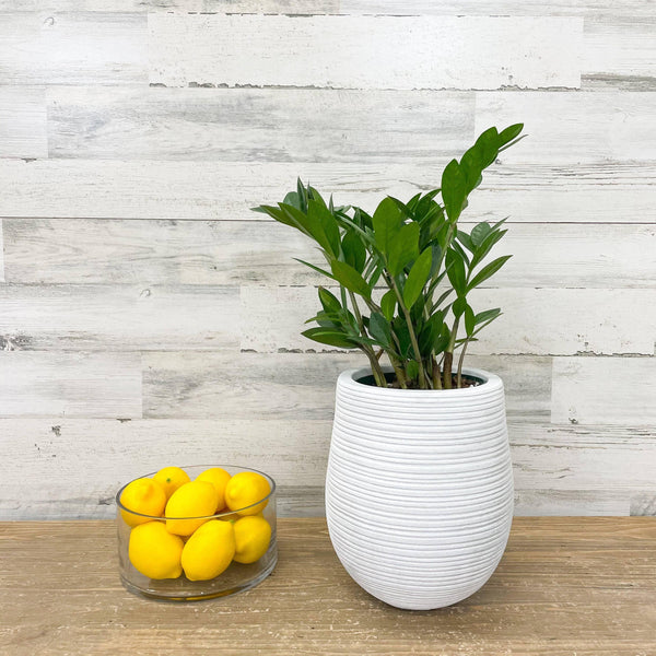 ZZ Plant - 6-inch Pot - Hicks Nurseries