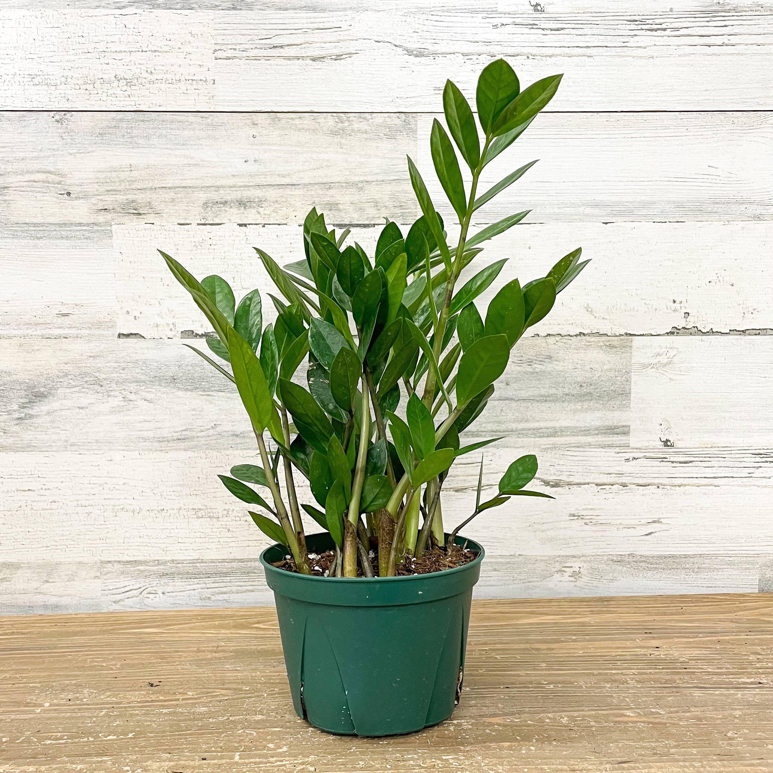 zz plant 6 inch ZZ Plant