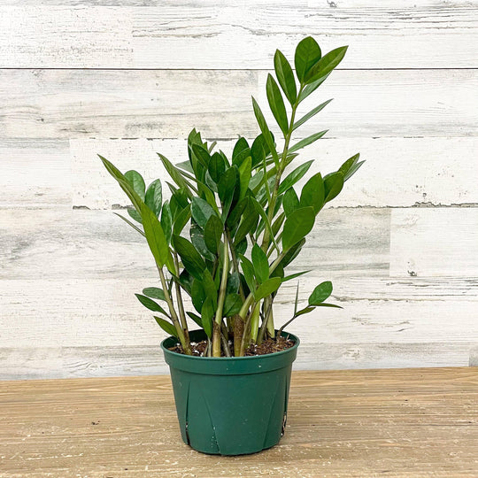 ZZ Plant - 6-inch Pot