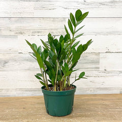 ZZ Plant - 6-inch Pot